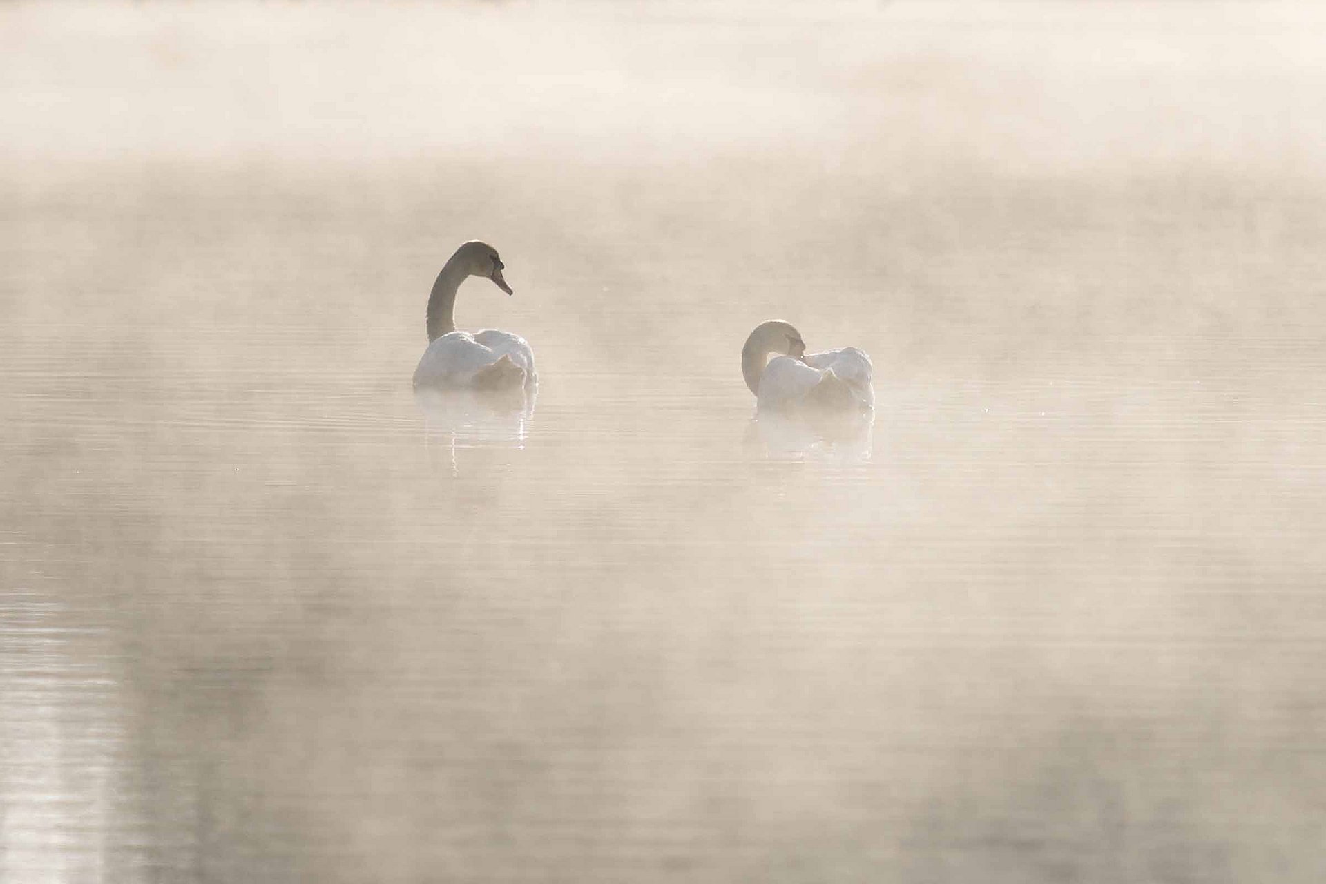 Schwanenpaar im Nebel