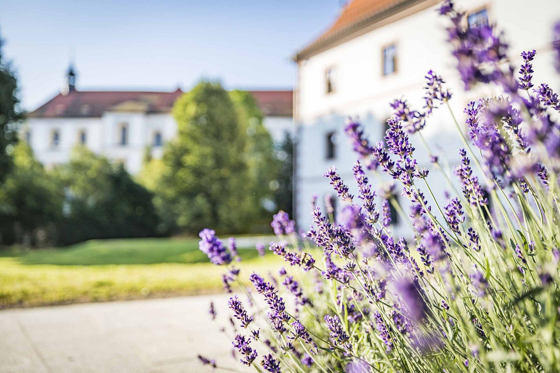 Lavendel blüht in der Abtei Waldsassen
