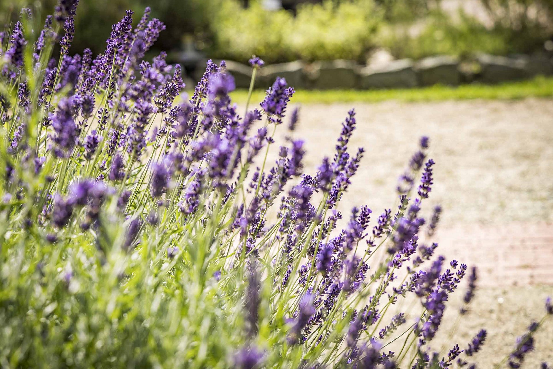 Im Klostergarten Waldsassen blüht der Lavendel
