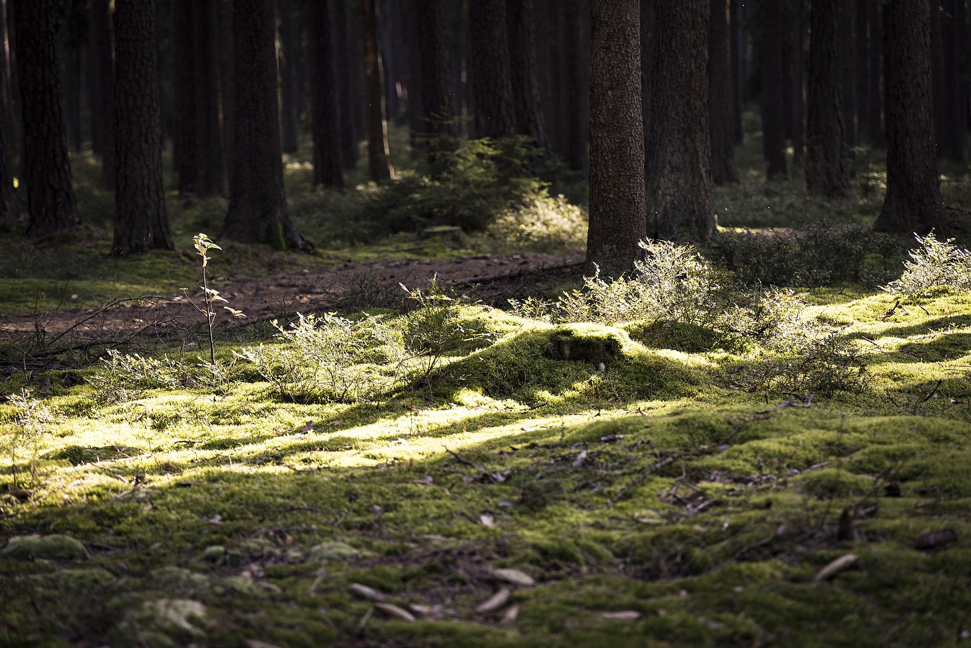 Sonnenstrahl auf Waldboden