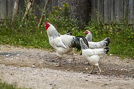 Hühner im Freilandmuseum Oberpfalz