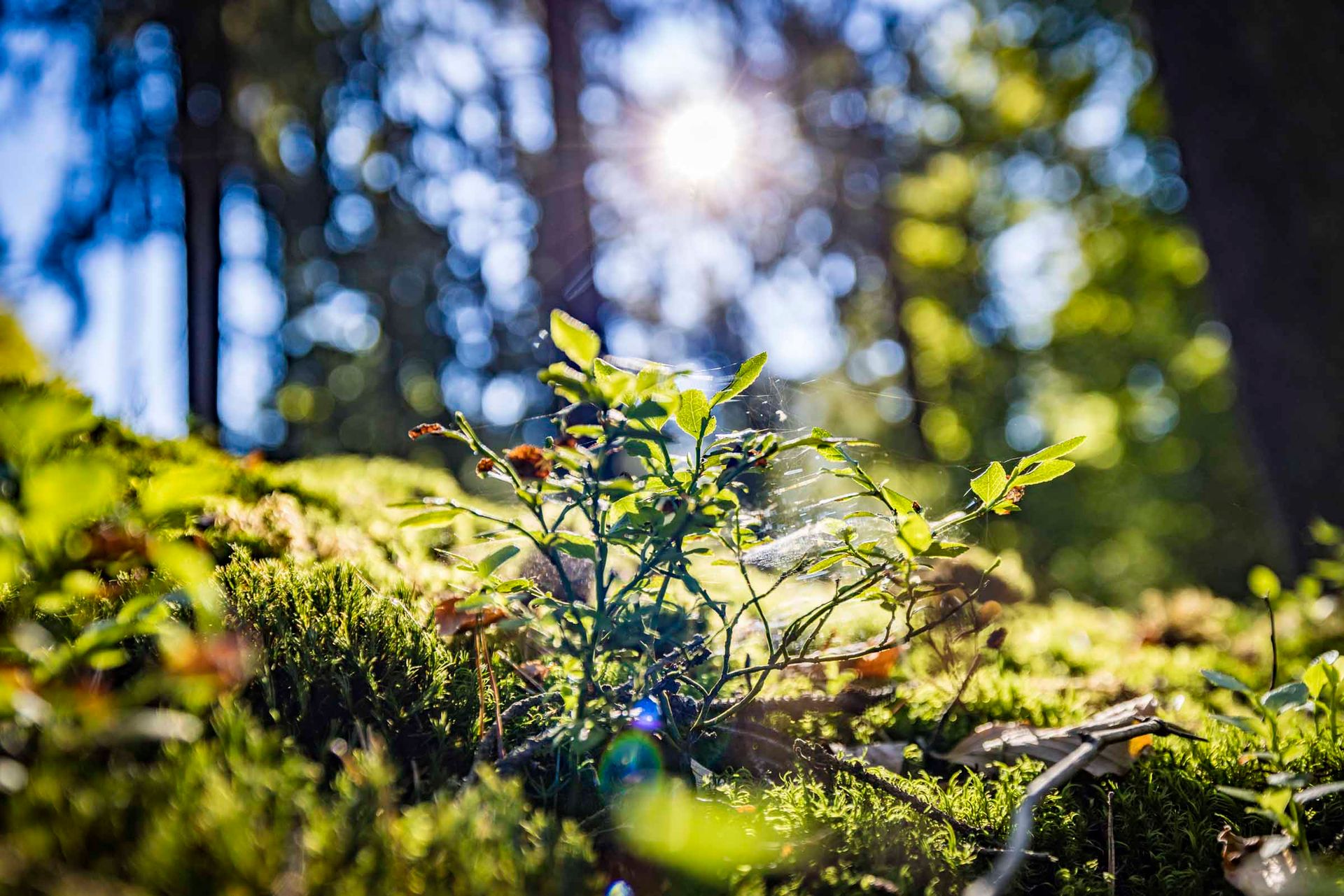 Im Oberpfälzer Wald