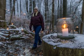 Advent im Wald