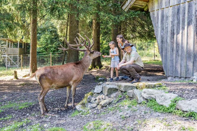 Rotwildgehege im Naturpark Steinwald