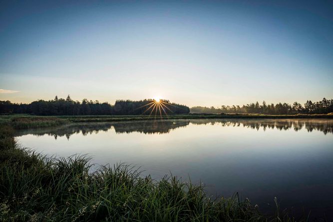 Teich im Oberpfälzer Wald