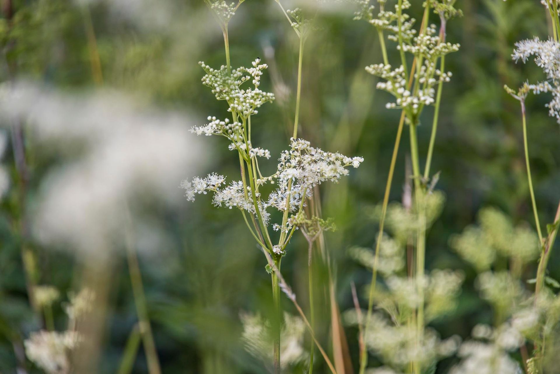 Wiesenblüte