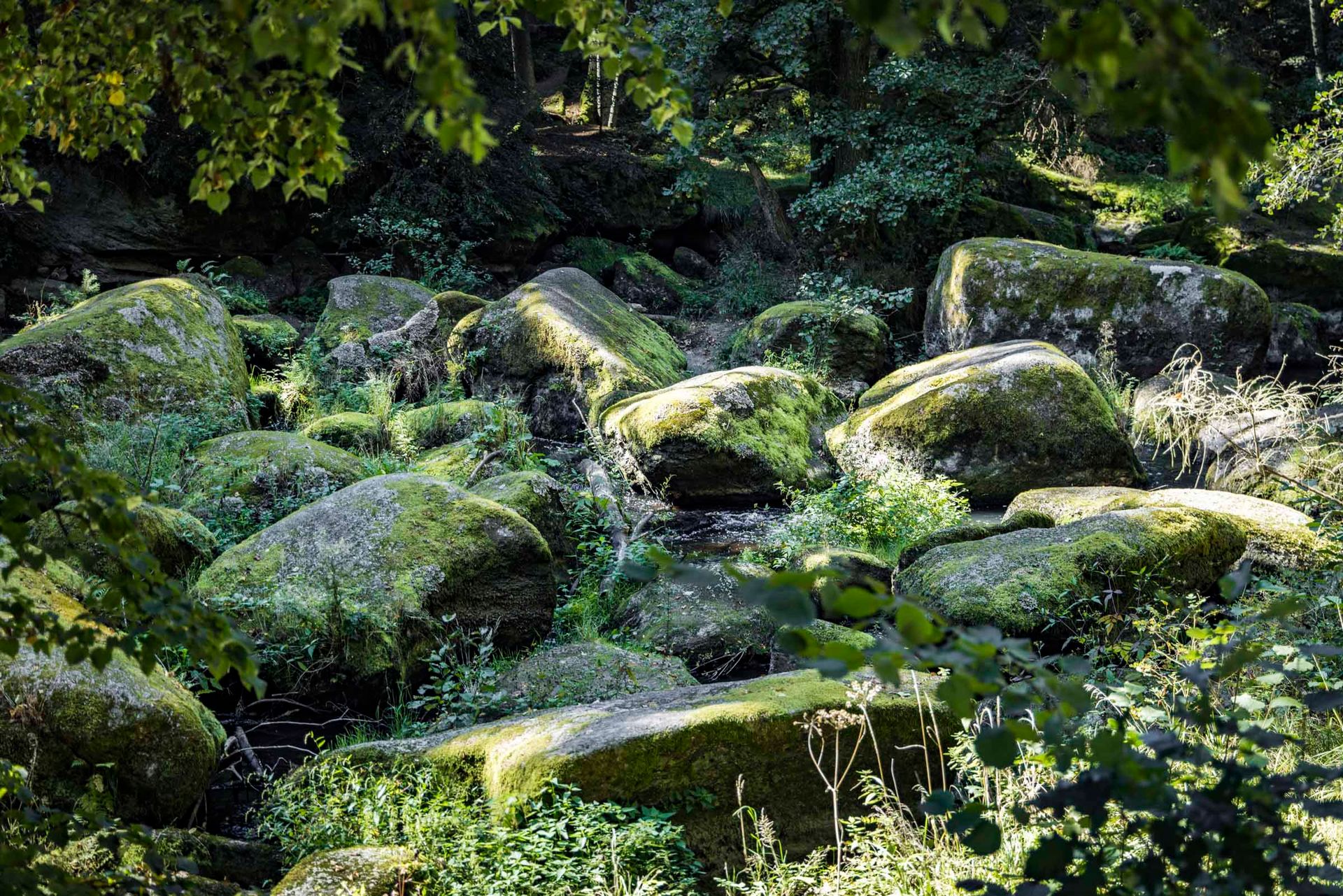 Im Oberpfälzer Wald