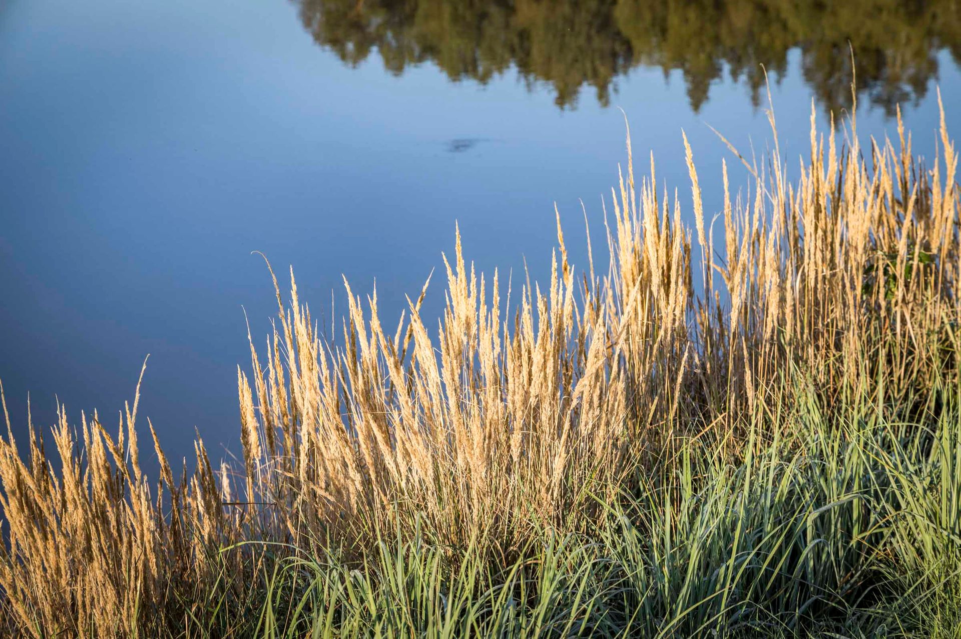 Teich im Oberpfälzer Wald