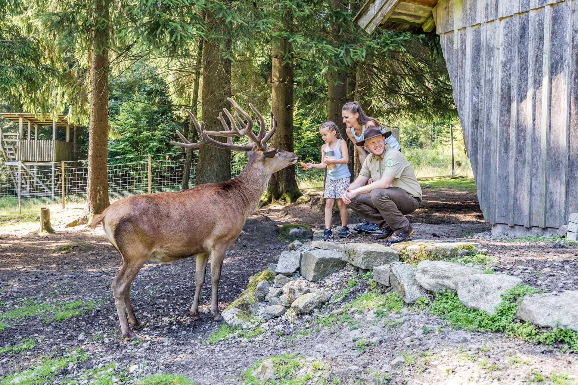 Rotwildgehege im Naturpark Steinwald