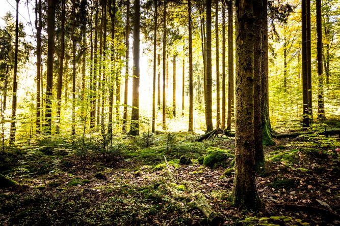 Wald bei Gehenhammer