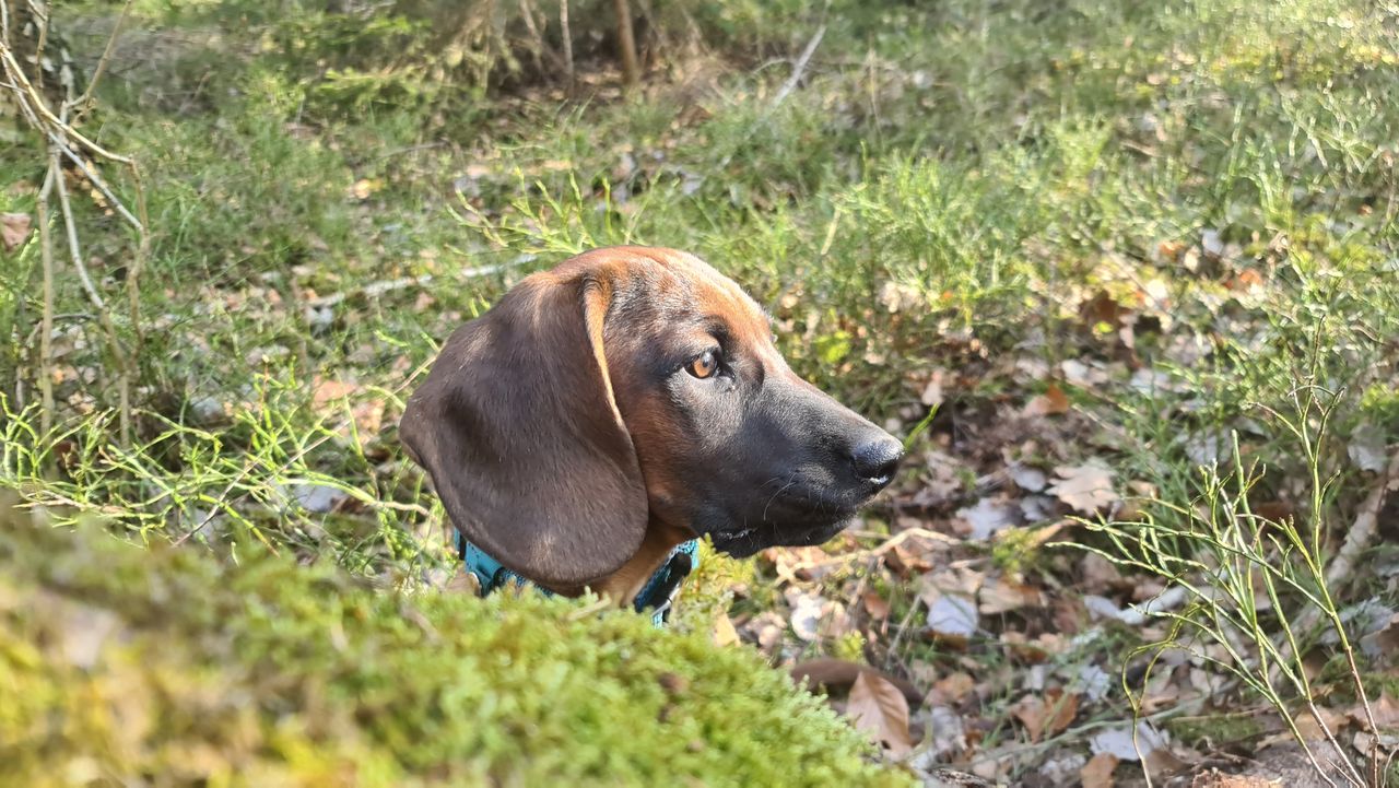 Waldspaziergang mit Hund