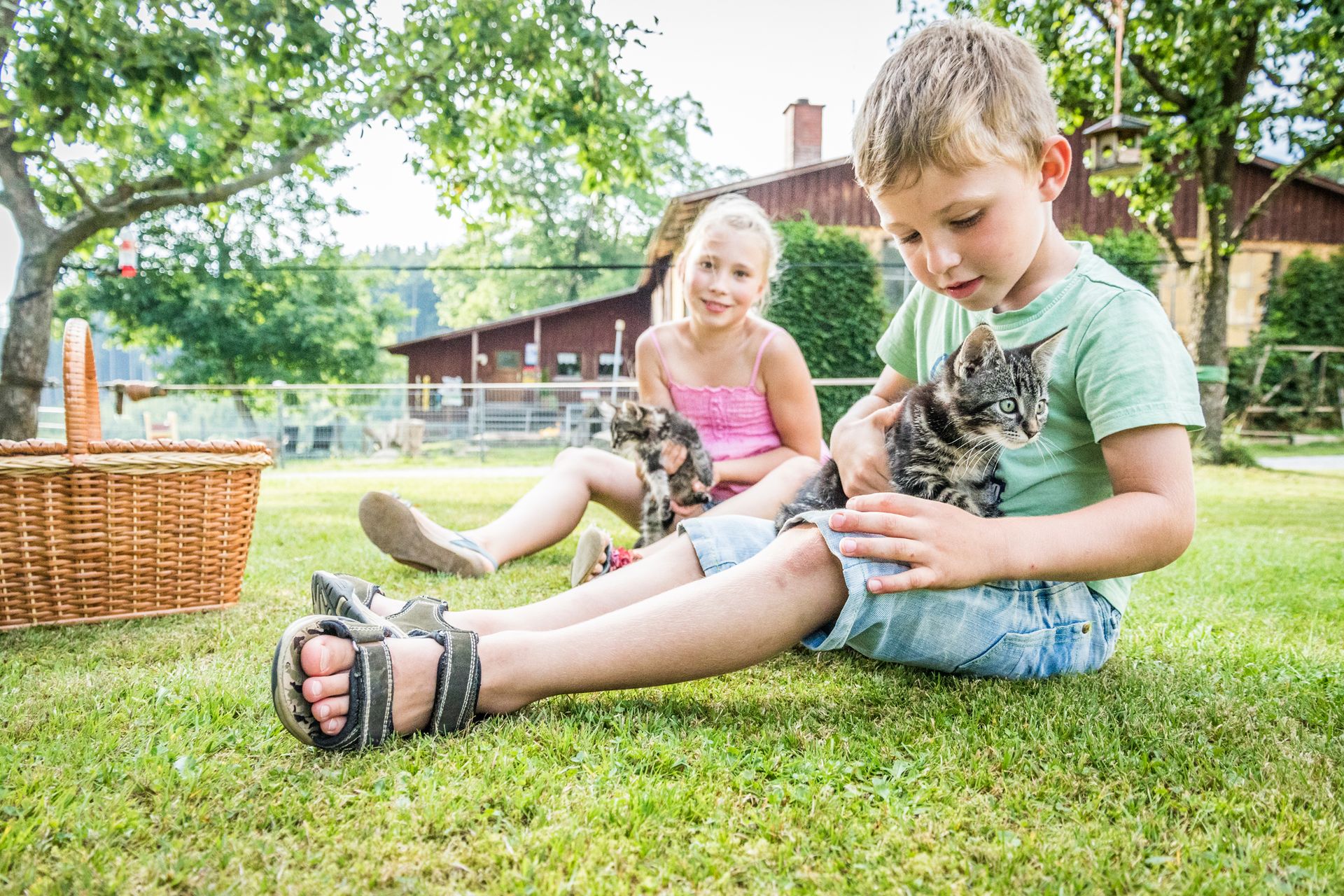 Kinder streicheln Katzen