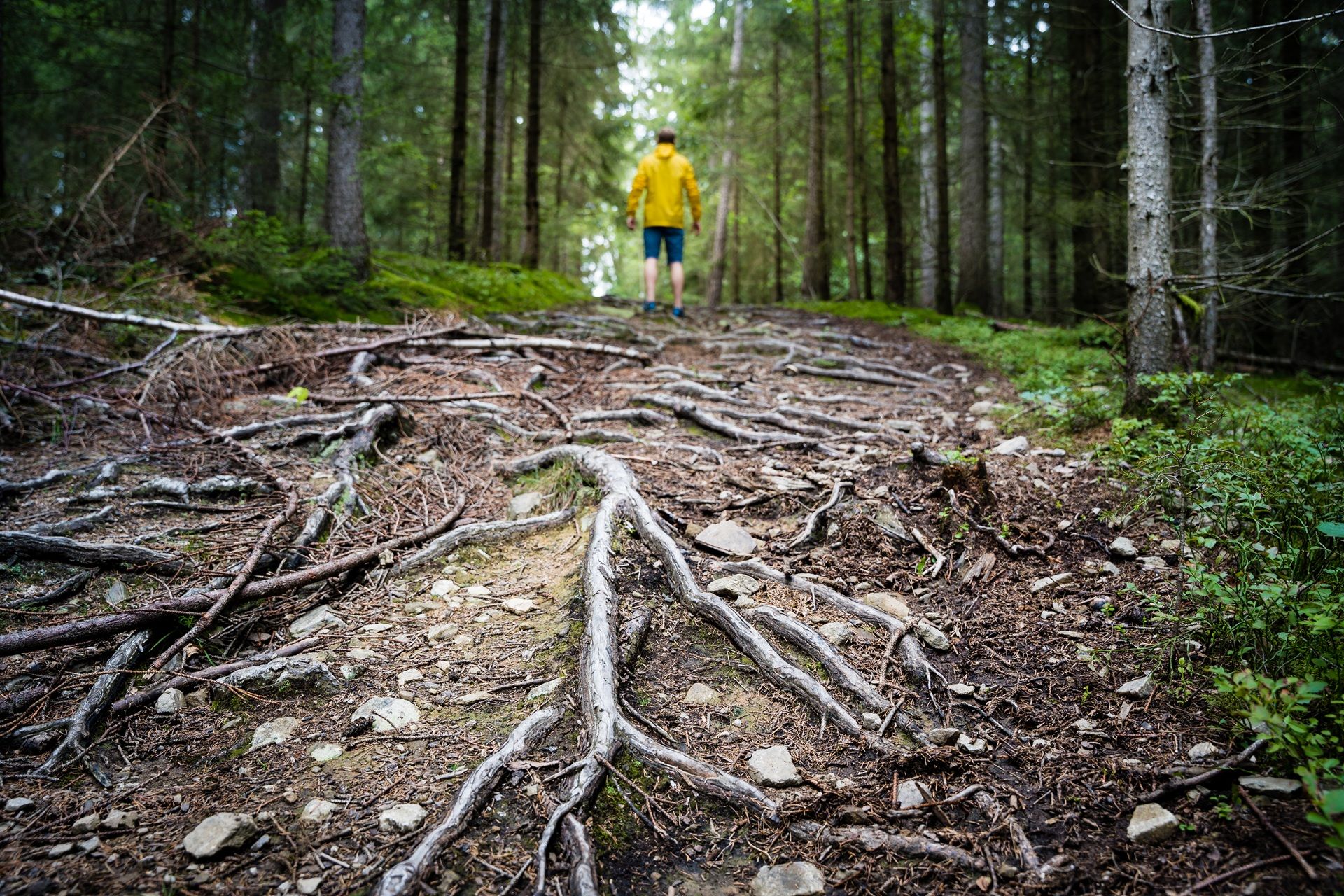 Person mit gelber Jacke mitten in einem Wald bei Weiden.
