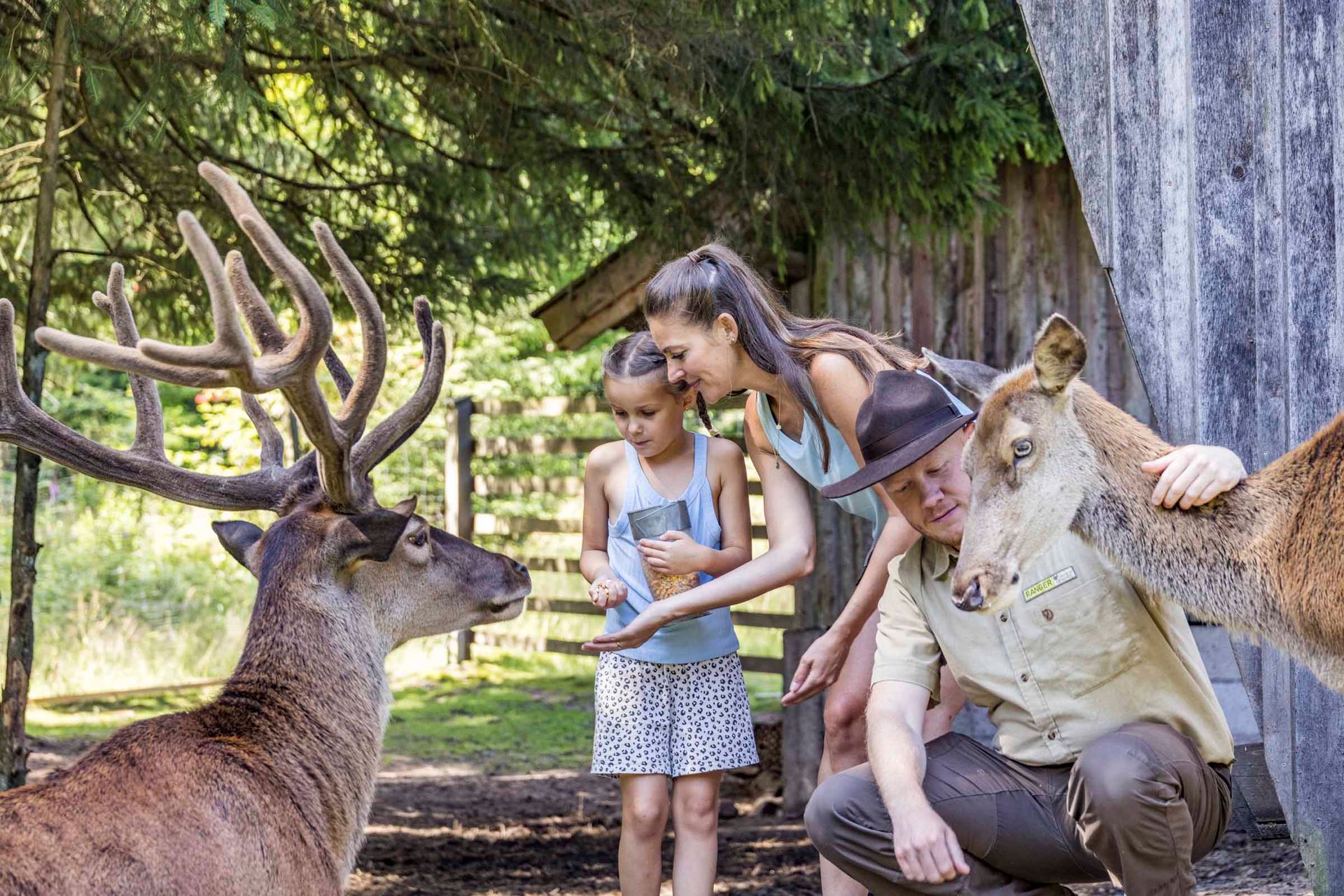 Rotwildgehege im Steinwald