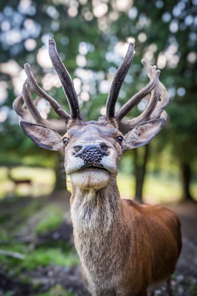 Hirsch im Rotwildgehege im Steinwald