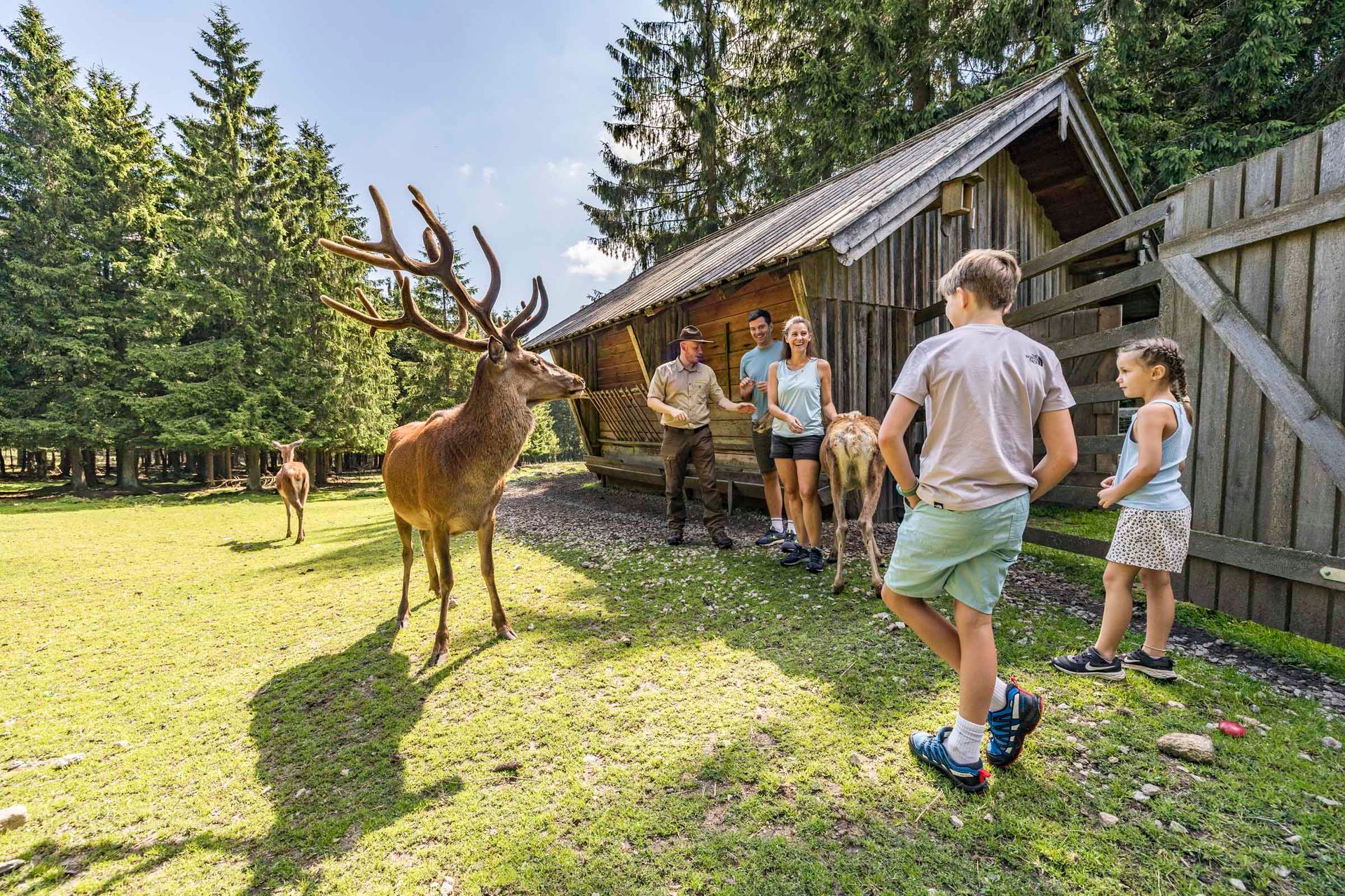 Rotwildgehege im Naturpark Steinwald