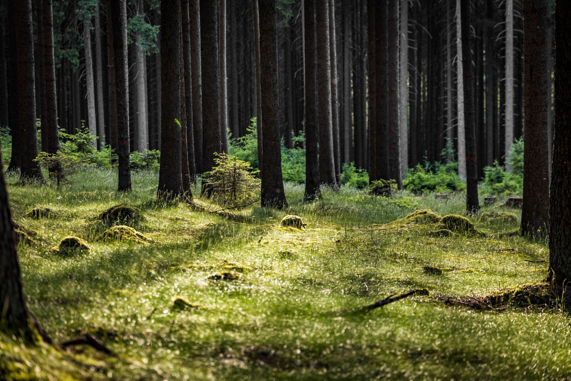Naturerlebnis Wald