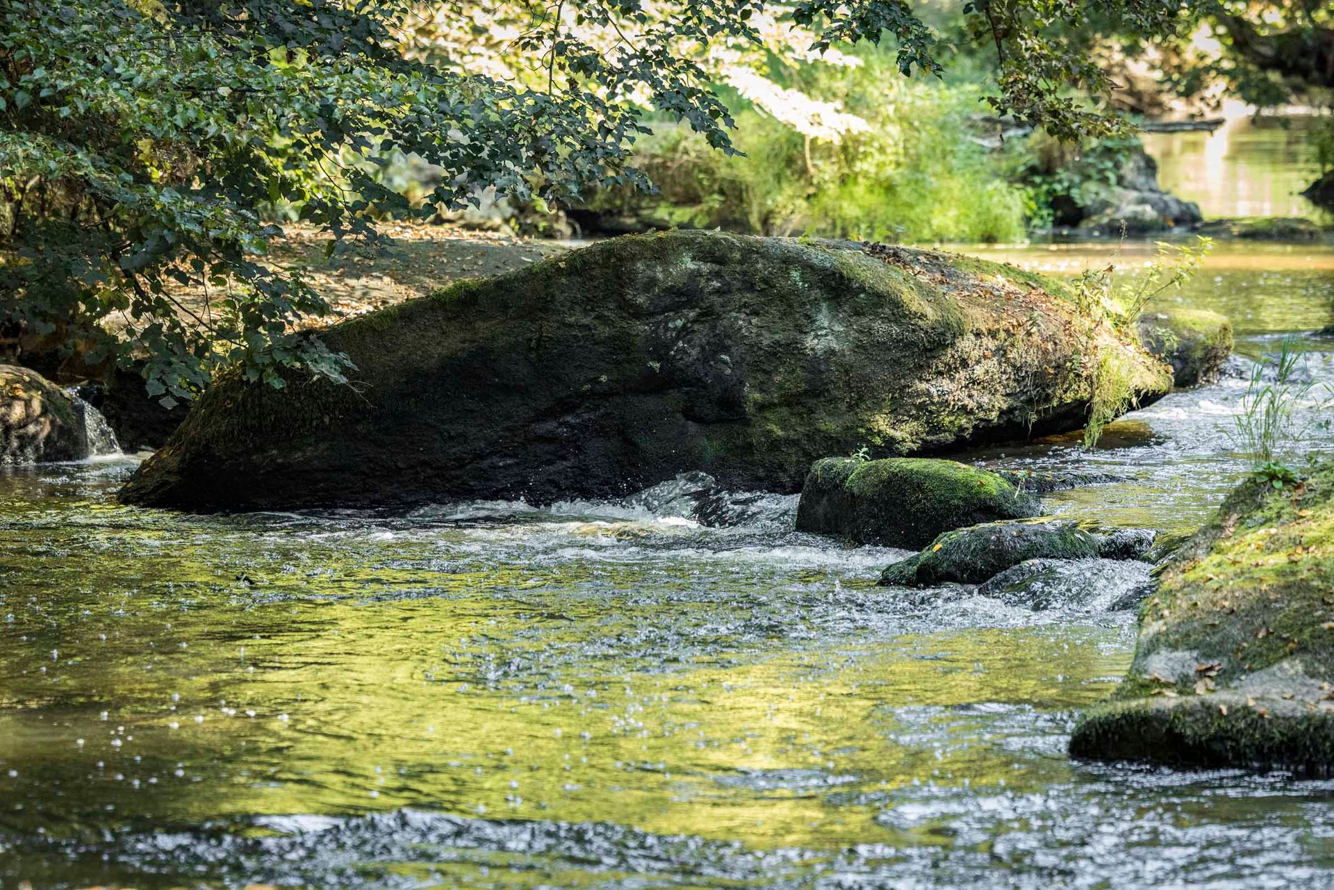Im Oberpfälzer Wald